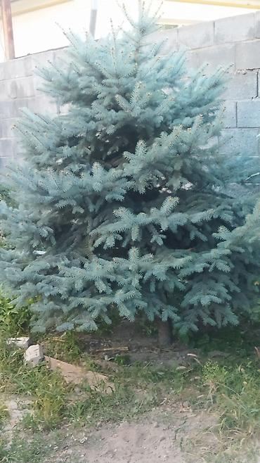 Ель: Ель голубая (Picea pungens), выращенная на участке. Описание: - — 9