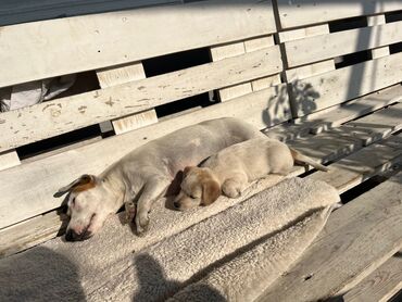 İtlər: Cek rassel teryer, 2 ay, Erkek, Ödənişli çatdırılma — 3