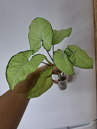 филармон: Набор сингониумов, 5 шт-1000 сом: Вайт империал, Золотая венеция — 4
