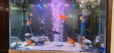 Akvariumlar: Dördbucaq akvarium, Balıqlarla birlikdə, 120 l — 8