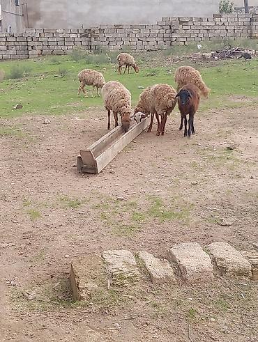 400 manata itlər: Əkəy dişi quzu lar kom qiyməti 1850 ye di hər şey yeyir lər pul lazım — 4