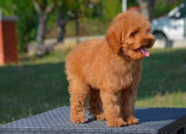 Psi: Patuljasta pudla, muški štenci Odgajivačnica "Team AS Trajkovic" u — 12