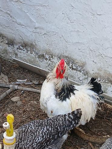hınduska: Məhsul: Ev quşu – xoruz leyt brahman 1 yaş yarımlıq saf qan sağlam — 1