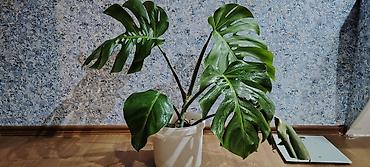 монстера: Monstera deliciosa (Şveytsariya pendiri bitkisi) – dekorativ böyük — 1
