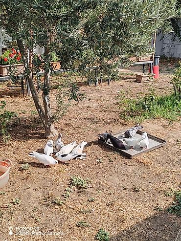 göyərcin: Başı kəkilli, ayağı papışdı, göyərçinlər 15 AZN-dir. Sadə göyərçinlər — 7