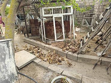 ördek: Muscovy ördəyi (indoutka) – damazlıq sürü və bala ördəklər - Cins — 6