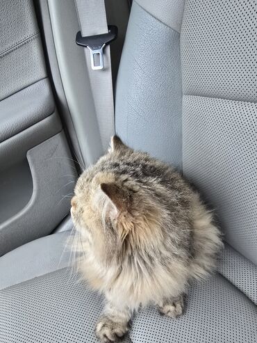 Pişiklər: Şinşilla, Dişi, Ünvandan götürmə — 10