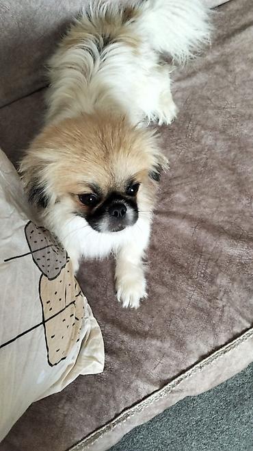 ağ itlər: Pekines, 1 il, Dişi, Ünvandan götürmə — 3