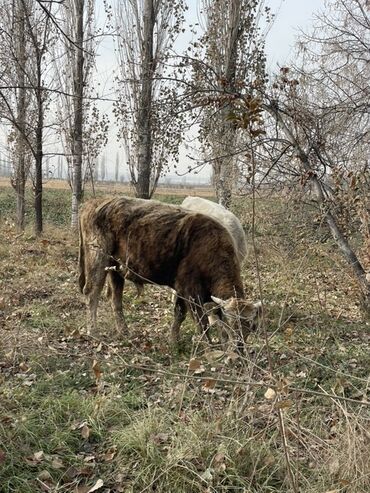 немецкая овчарка щенки цена бишкек: Сатам | Бука (эркек) | Аргын | Бордоп семиртүү үчүн