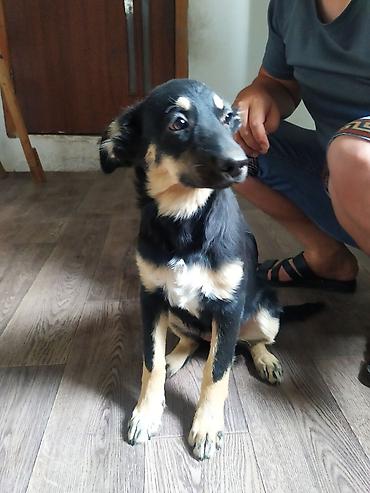 Продажа собак: 3 года, Самка — 10