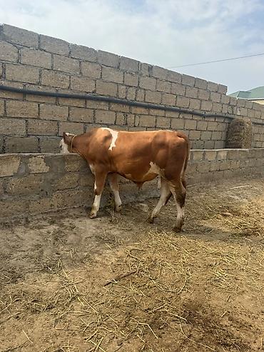 inek: Erkək simmental dana İki baş təmiz qan erkək simmental dana satılır — 8