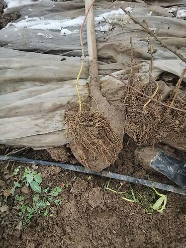 Ежевика: Саженцы ежевики (безшипные крупноплодные сорта) - Посадочный материал — 2