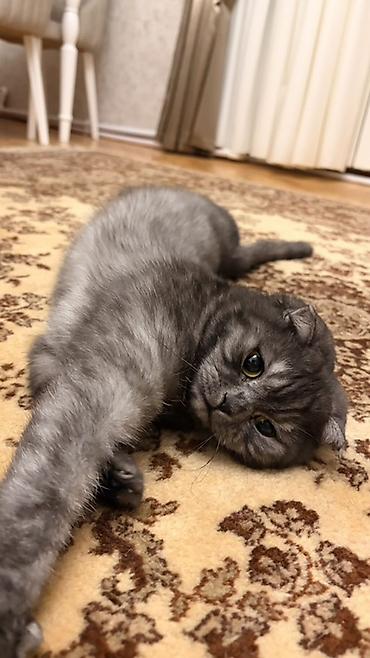 şotland pişiyi: Şotland — 2