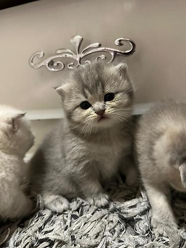 Pişiklər: Şotland yastı qulaq — 4