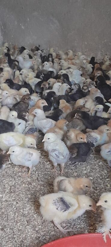 Digər quşlar: 25 günlük cücələrdir fikri ciddi olanlar yaza bilər ünvan maştağa