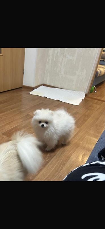 Шпиц, 4 айлык, Эркек — 3