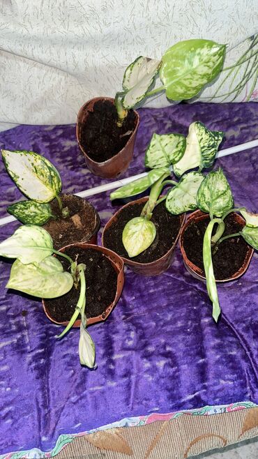 Другие услуги: Продаю цветы😍 Очень много разных 🪴🎋🍃🌱 Антуриумы Спатифиллум Алоказия — 5