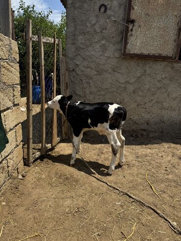 K/t heyvanları və malları: Simmental melezi erkek buzov. 4 gunlukdur. Tam saqlamdir. Tam