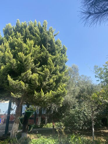 fermada iş: Evinə Bağına axran yeri isdəyənlər əlaqə yarada bilər