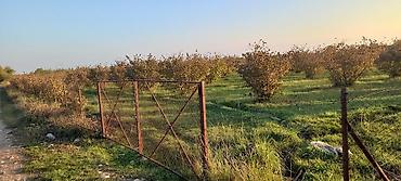 garden: 166 sot, Kənd təsərrüfatı, Mülkiyyətçi, Kupça (Çıxarış) — 7