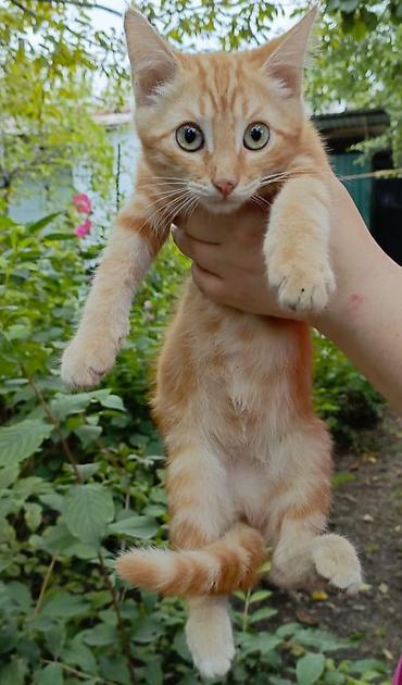 котиков: Кошка даром: Беспородная, 3 месяца, Мальчик, Метис — 3