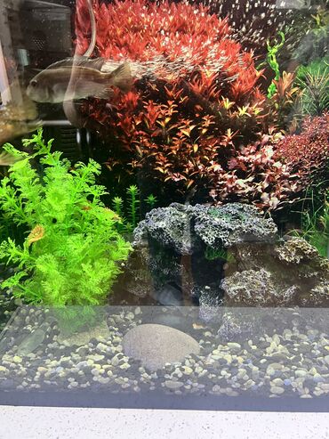 akvarium filteri: Dördbucaq akvarium, Balıqlarla birlikdə, 65 l, Ünvandan götürmə