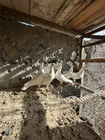 Птицы: Продаю голубей!!!! На фото представлены голуби разных пород. Цены на — 21