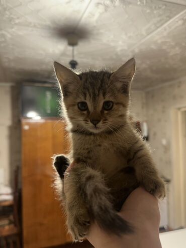 эшек жаныбар: Беспородная, 1 месяц, Девочка, Приучена к лотку