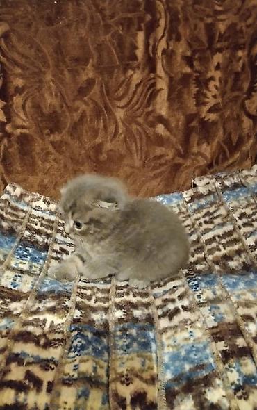 кошка манас: Кошка даром: Британская короткошёрстная, 2 месяца, Мальчик — 2