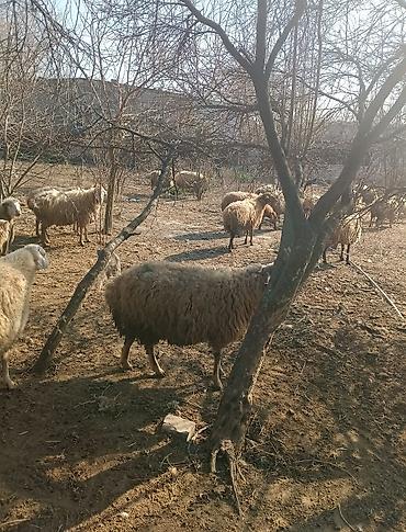 Digər kənd təsərrüfatı heyvanları: Digər kənd təsərrüfatı heyvanları — 17