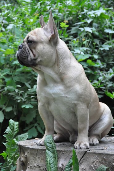 Вязка собак: Французский бульдог для вязки. Выставочный мальчик, привозной, даёт — 11