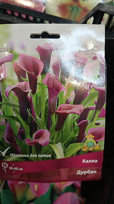 Другие садовые цветы и кустарники: Хоста — набор сортов (по 1 шт. в упаковке) Доступные сорта по — 14