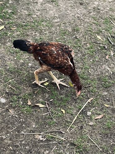 Cücələr: Toyuq cücələri, Damazlıq — 7