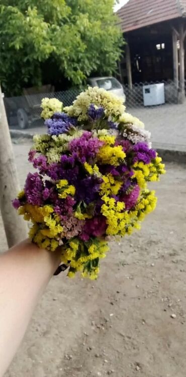 Figure: 🌸 Statica suvo cvece 
Buket za samo 🌸❌ — 7