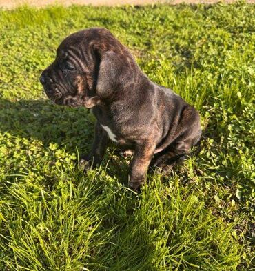 psi slike: Postanite vlasnik jednog od naših vrhunskih Cane Corso štenaca