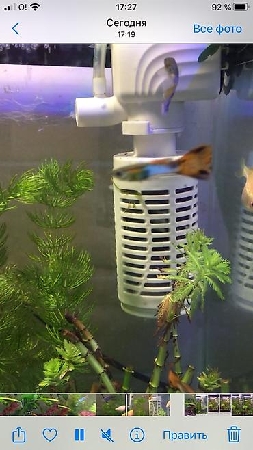 Аквариумы: Рыбки гуппи подростки — 2