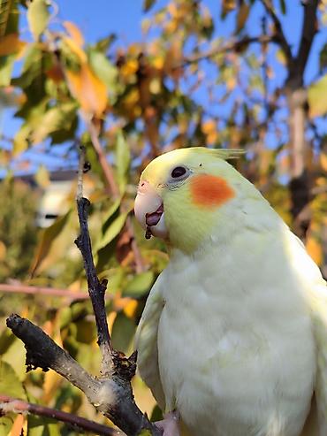 Tutuquşları: Erkək Karella satılır adı Ori di 7 aylıq quşdu ələ çiyinə başa rahat — 10