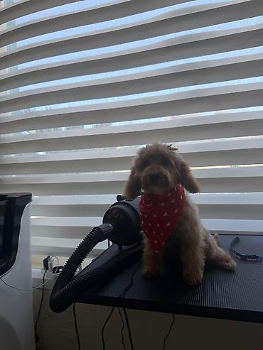 maltipoo mini: Maltipu (Maltipoo) balası – dişi Rəng: “ice gold” / buzlu krem Doğum — 5