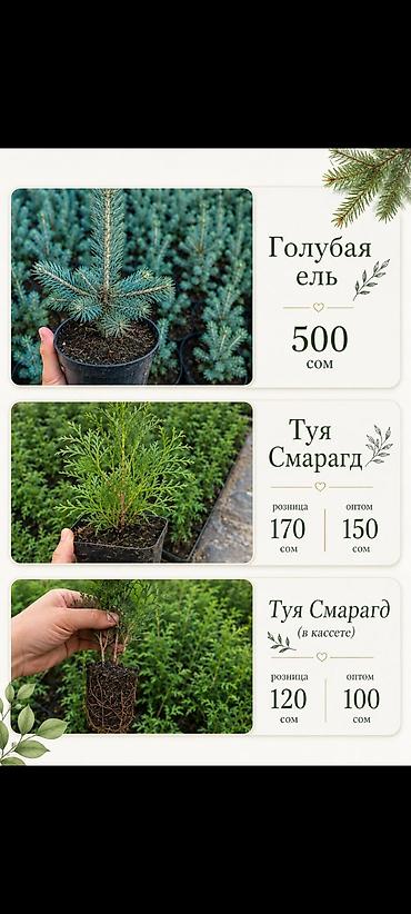 упаковочные коробки: Рассада декоративных растений в кассетах и в горшках - Туя смарагд — 1