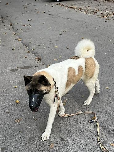 balaca it cinsləri: Akita-inu, 4 il, Dişi, Sənədli — 7