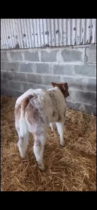 Dana, buzov: Satılır: erkək balalıq (dana) Xüsusiyyətlər: - Rəng: ağ-qırmızı — 4