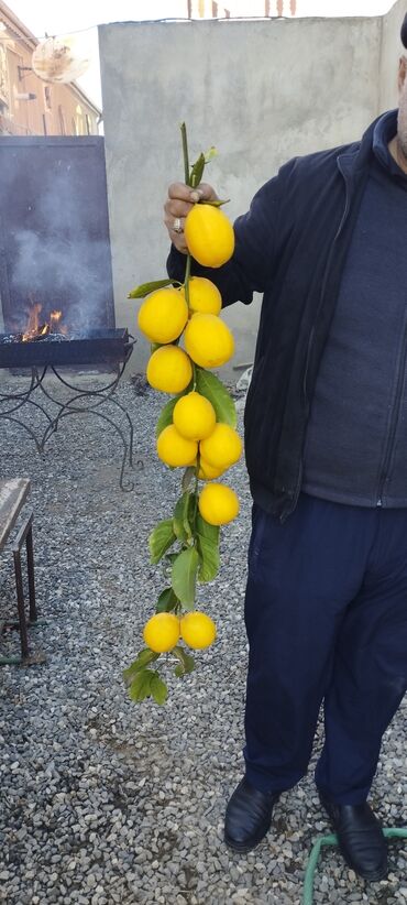 İçkilər: Məhsul: Bağdan təzə yığılmış limon - Sort: sarı rəngli, ətli və