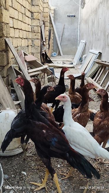 ucuz ev itləri: Toyuq cücələri, Damazlıq — 1