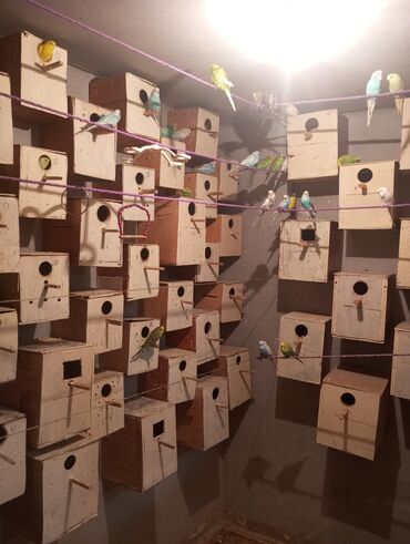 Tutuquşları: Biri 9 manat Rengbereng papuqaylar — 2