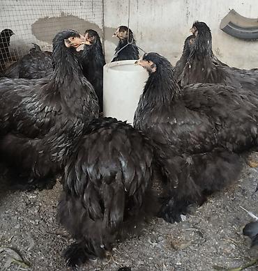 А/ч жаныбарлары үчүн тоюттар: Черный и мраморный кохинхин 4,5-5 мес., чистопородные, на племя — 2