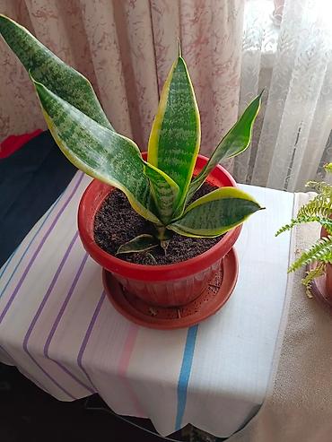 Драцены и Сансевиерии: Продаю комнатные цветы. Цены разные at lalafo.kg — 4 Драцены и Сансевиерии: Продаю комнатные цветы. Цены разные — 4
