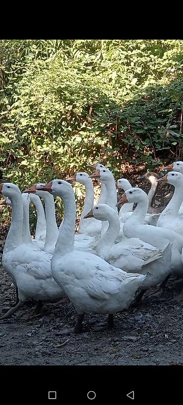 ördək balası və cücə: Salam 20 ədəd Linda qazlardır 5 aylıqdılar 4 kq çəkiləri var 25 — 4