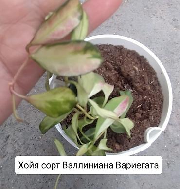 Другие комнатные растения: Продаю коллекцию Хойя — 2