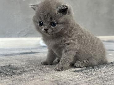 шерс: Британский короткошерстный котёнок, окрас голубой (blue). - — 3