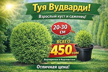 саженцы елки: Туи местные выращенные в Кыргызстане 100% приживаемость!!! Саженцы — 6